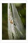 Orb Weaver - Arachnids by Anonymous
