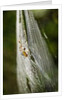 Orb Weaver - Arachnids by Anonymous