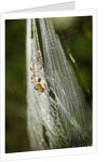 Orb Weaver - Arachnids by Anonymous