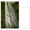 Orb Weaver - Arachnids by Anonymous