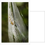 Orb Weaver - Arachnids by Anonymous