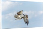 Osprey by Anonymous