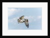 Osprey by Anonymous