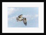 Osprey by Anonymous