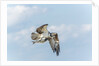 Osprey by Anonymous
