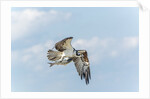 Osprey by Anonymous