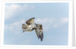 Osprey by Anonymous