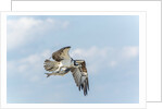 Osprey by Anonymous