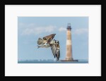 Osprey by Anonymous
