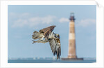Osprey by Anonymous