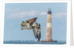 Osprey by Anonymous