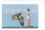 Osprey by Anonymous