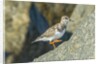 Ruddy Turnstone by Anonymous
