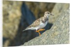 Ruddy Turnstone by Anonymous