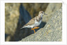 Ruddy Turnstone by Anonymous