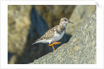 Ruddy Turnstone by Anonymous