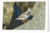 Ruddy Turnstone by Anonymous