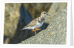 Ruddy Turnstone by Anonymous