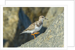 Ruddy Turnstone by Anonymous