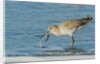 Willet by Anonymous