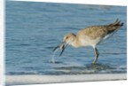 Willet by Anonymous