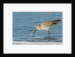 Willet by Anonymous