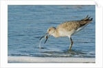 Willet by Anonymous
