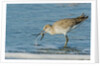 Willet by Anonymous