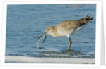 Willet by Anonymous