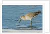 Willet by Anonymous