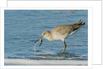 Willet by Anonymous