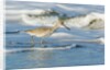Willet by Anonymous