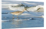 Willet by Anonymous