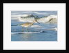 Willet by Anonymous