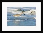 Willet by Anonymous