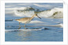 Willet by Anonymous