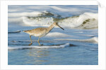 Willet by Anonymous