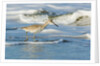 Willet by Anonymous