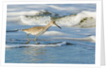 Willet by Anonymous
