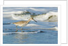 Willet by Anonymous