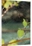 Orb Web Spiders - Garden Spider by Anonymous