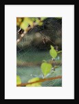 Orb Web Spiders - Garden Spider by Anonymous