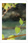 Orb Web Spiders - Garden Spider by Anonymous
