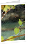 Orb Web Spiders - Garden Spider by Anonymous