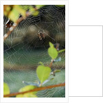 Orb Web Spiders - Garden Spider by Anonymous