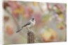 Tufted Titmouse by Anonymous