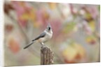 Tufted Titmouse by Anonymous