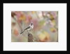 Tufted Titmouse by Anonymous