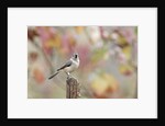 Tufted Titmouse by Anonymous