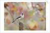 Tufted Titmouse by Anonymous